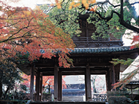 唐戸市場　林商店　明太子　ふぐ