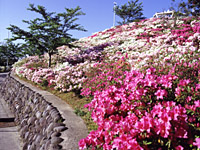 唐戸市場 林商店 明太子 ふぐ
